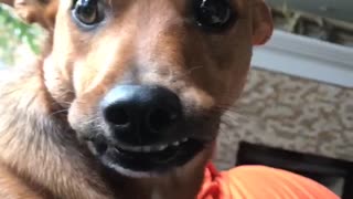 Brown dog smiling with teeth