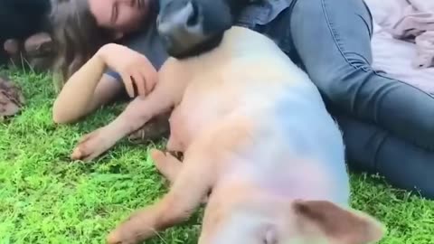 This Cow Is The Best Snuggle Buddy | The Dodo