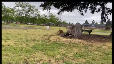 German Shepherd huge and bold attack pitbull