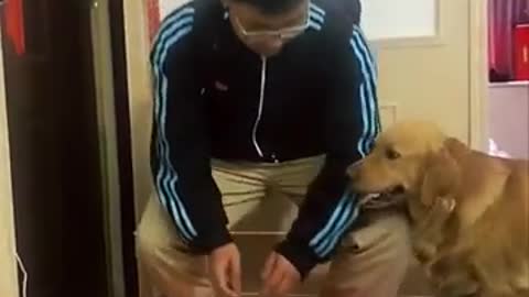 Golden Retriever supervises owner's feeding