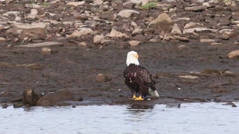 Tulsa River Park Trails - Pair Bald Eagles Taking Flight