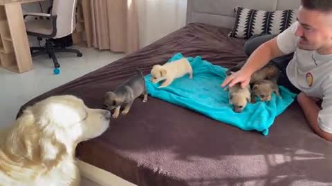 Golden Retriever meet puppies for the first Time