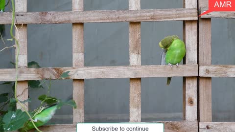 Watch the most beautiful views of the wonderful canary birds