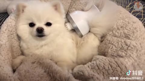 cute pets compliations, funny video cuteness overloaded