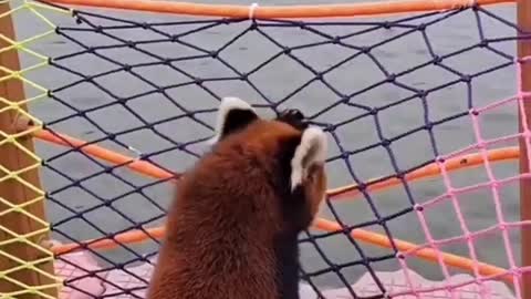 Red panda acts as a zoo employee and feeds the animals