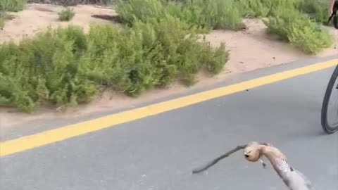 Bird Joins Group on Bike Ride