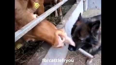 Cow and Dog Love story (First kiss)