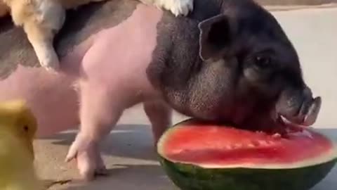 Funny friends eating watermelon together🐷🐶🐤🍉