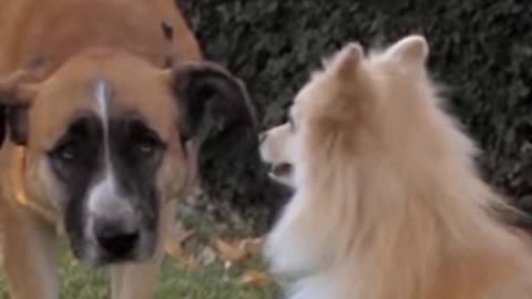 Dog can play with balloons