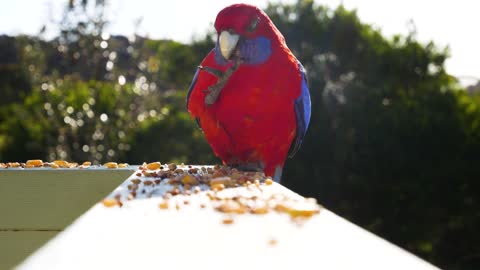 nature bird australia animals