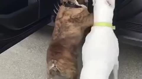 Dog tried to climb into the car alone