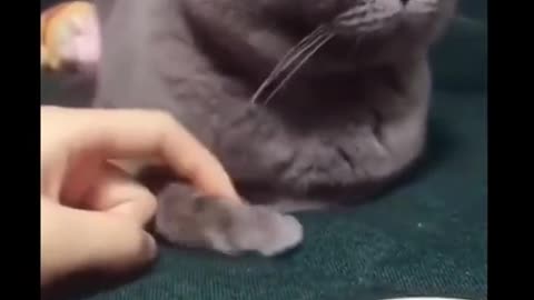 Cat funny video