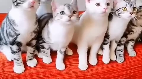 Kitten Cat dancing