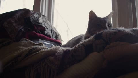 A Cozy Cat rests on a pile of clean laundry and blankets and is itched on nose