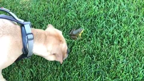 Puggle Startled by a Frog