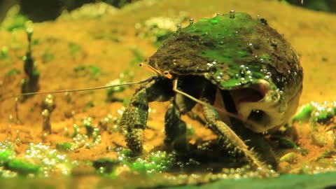 Diogenes crab video stock footage