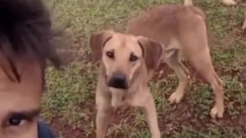 Funny dog and cat fight video