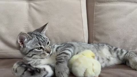 Kitten sleeps sweetly with the Chickens