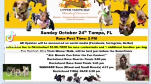 Tampa bay dachshund race October 24th