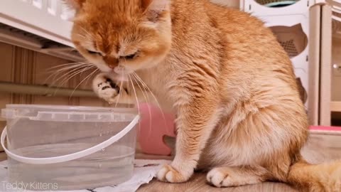 Cat Rosie doesn't hide it anymore! This is how she drinks water