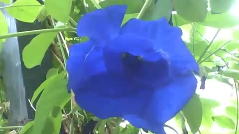 Beautiful blue rose at the science museum, it is extremely pretty [Nature & Animals]