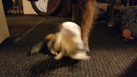 Morning play fighting