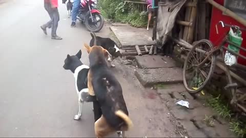 🤣😂😁🐕‍🦺Street dogs fighting from mating Natun Bazar, Magura_Bangladesh. 😁🤣🙊🐕‍🦺