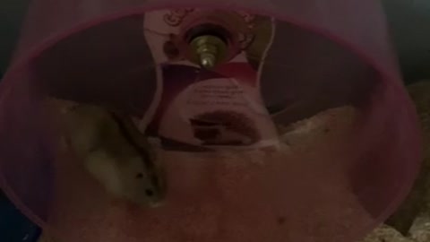 Fat hamster riding a treadmill