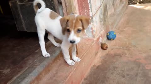 Cute dog barking