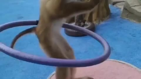 Funny monkey dancing with ring - comedy videos