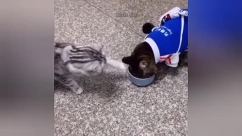 Very very Cute Cat videos Short and Funny training videos