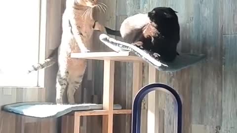 cat fight