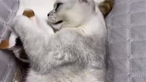 Little kitty Funny Cat And Lovely Cat Very Cute Kitty Video