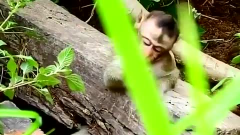 The clever dog saved the monkey trapped in a log