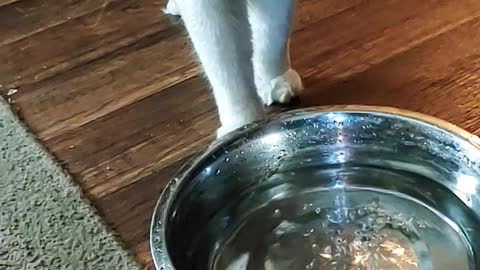 Cat finally gets his own water bowl, but...