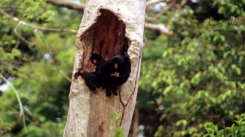 39.Interesting facts about black spider monkey by weird square