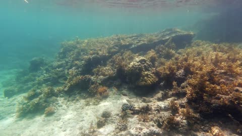 Beautiful underwater landscape with tropical fishes and corals