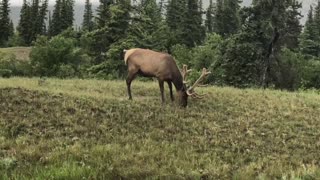 Deer is chilling out at Jasper National Park, AB