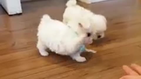 Small dog funny videos the world smallest cutest puppy video