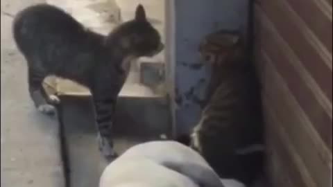 Funny cats 3