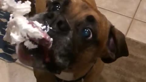 Dog Devours Whipped Cream