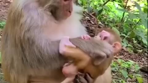 Monkey Mother Love Her Baby