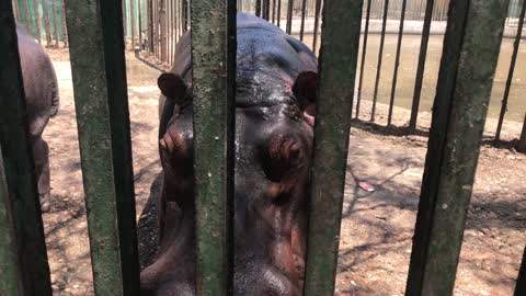 Hippopotamus with blue eyes