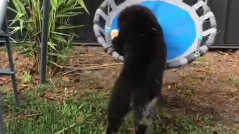 Bernese mountain dog dance