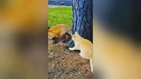 funny animal video 2023