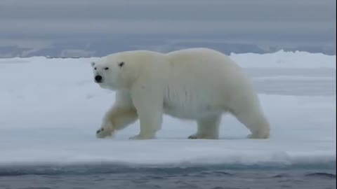 Polar bear slide on Snow