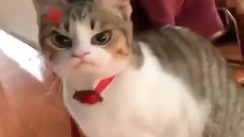 Funny and Cute Cats Videos #161 │ Gadis Sekarwangi