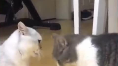 Funniest CAT - Best Of The 2021 Funny Cats Videos