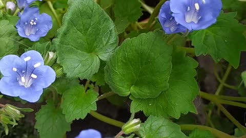 Phacelia campanularia