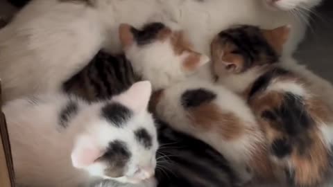 Kittens breastfeed from their mother - A cat breastfeeds her kittens 😻❤️🐾